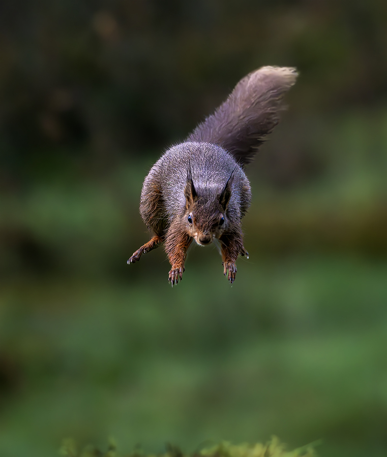 Red Squirrel 2